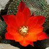 Rebutia_ heliosa_ KK844 _19